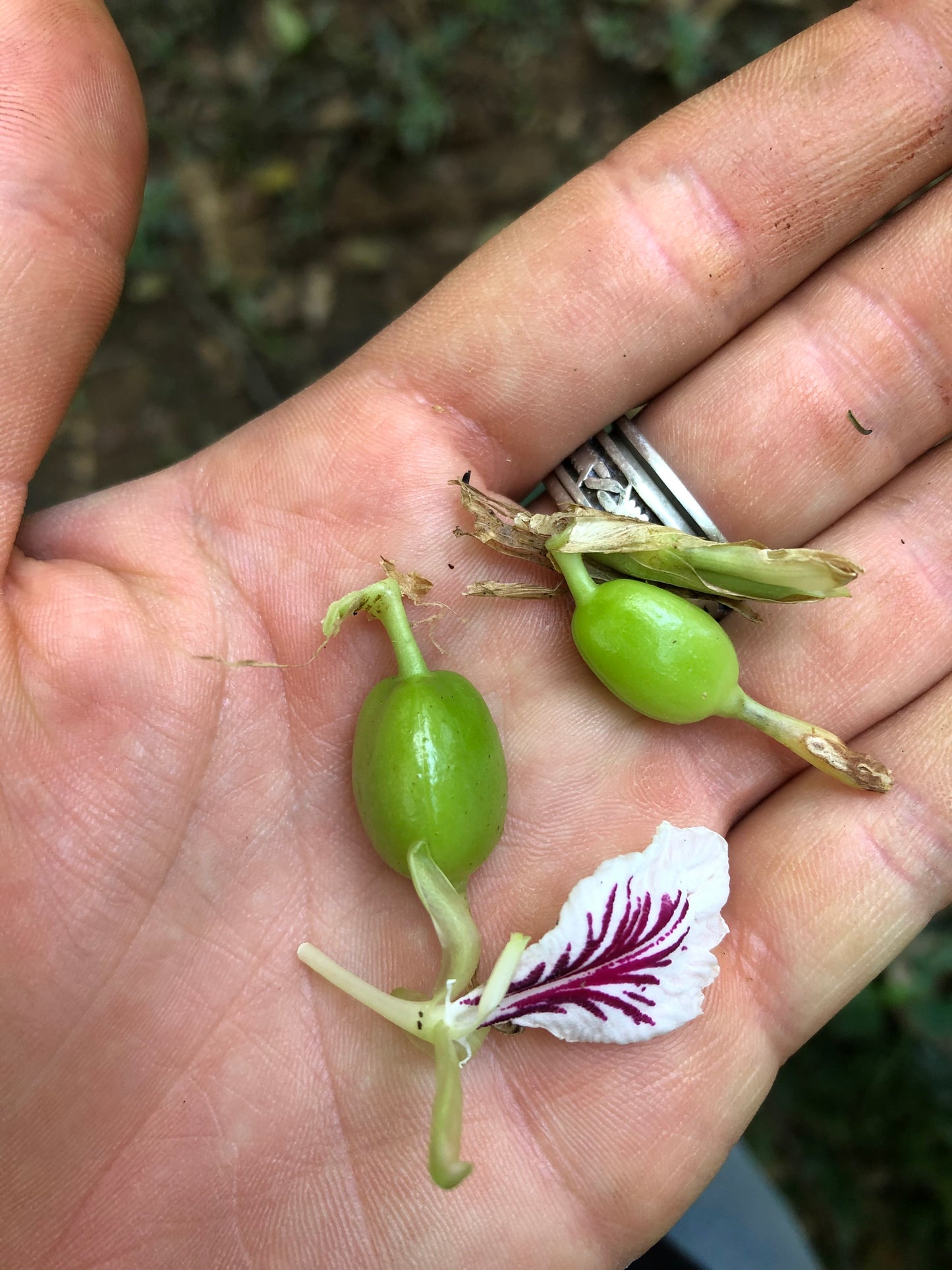 Cardamom Late Harvest 2022 Guatemala 30g